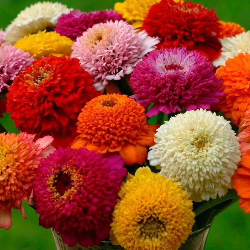‘Zinderella Mix’ Zinnia Seeds