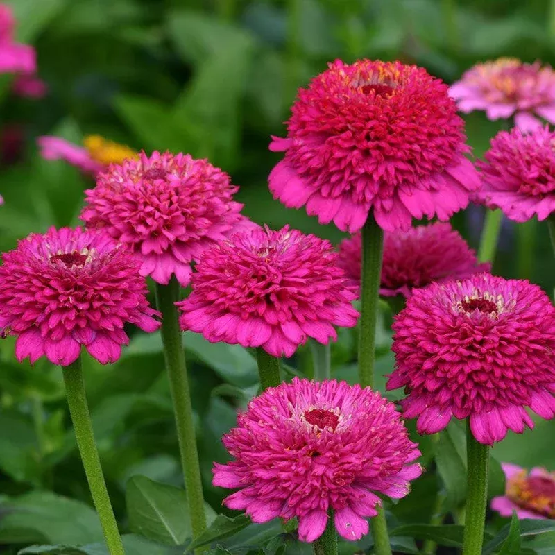 ‘Zinderella Purple’ Zinnia Seeds