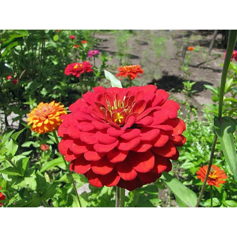 Zinnia elegans | Cherry Queen | 20 Seeds