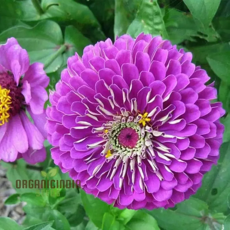 Zinnia Elegans Purple Flower Seeds – Vibrant, Easy-to-Grow Blooms for Stunning Garden