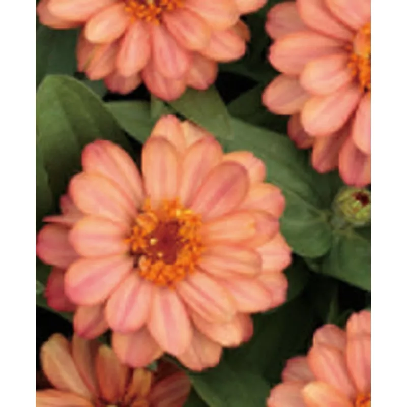 Zinnia elegans ZINNIA PROFUSION DOUBLE DEEP SALMON