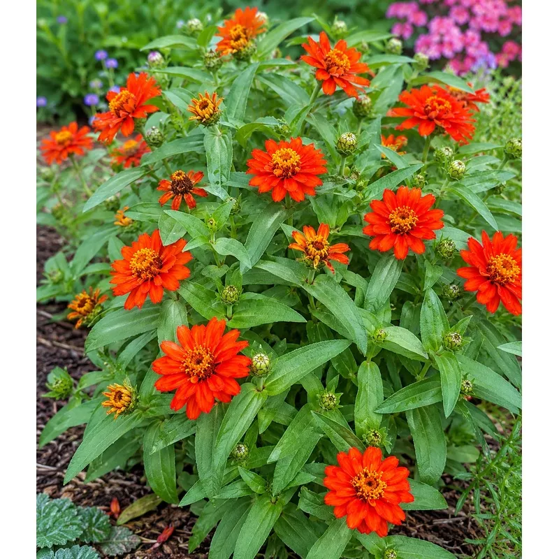 Zinnia hybrida – Profusion Fire