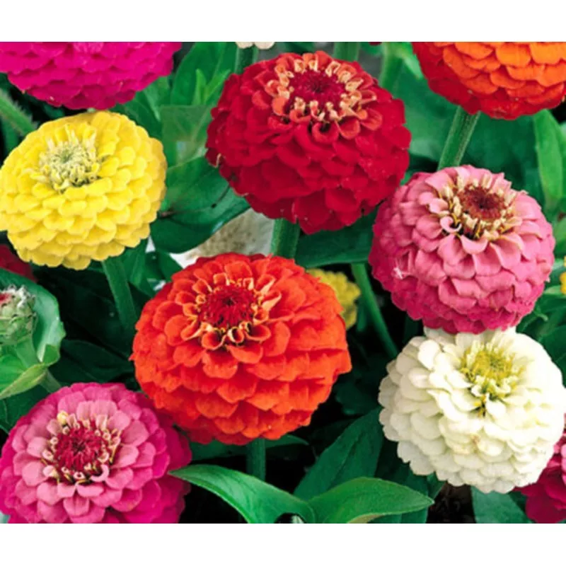 Zinnia Liliput Flower Open PollinatedHeirloom, Non-GMO, High Germination Organic Garden Seeds