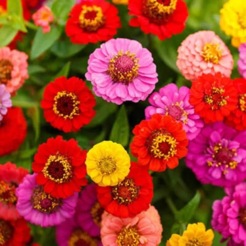 Zinnia LILLIPUT Mix elegans Mixed Colors Heirloom Pollinators Non-GMO, Easy to Grow, Annual Blooms