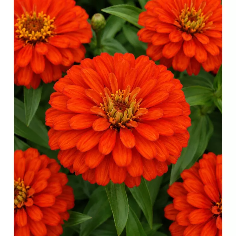 Zinnia marylandica – Zahara Double Fire