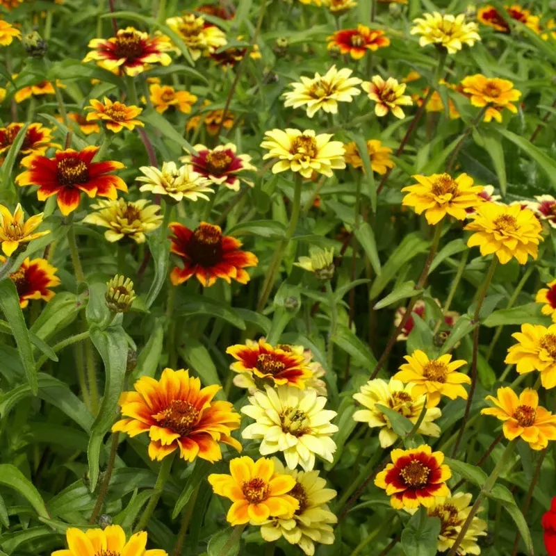 Zinnia MEXICAN PERSIAN CARPET MIX Dwarf Flower Pollinators SeedsHeirloom, Non-GMO, High Germination Organic Garden Seeds