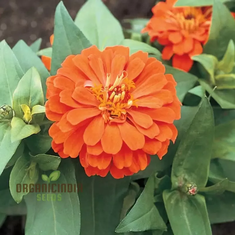 Zinnia Orange King Flower Seeds, Vibrant Blooms, Easy to Grow, Adds Cheer to Your Garden