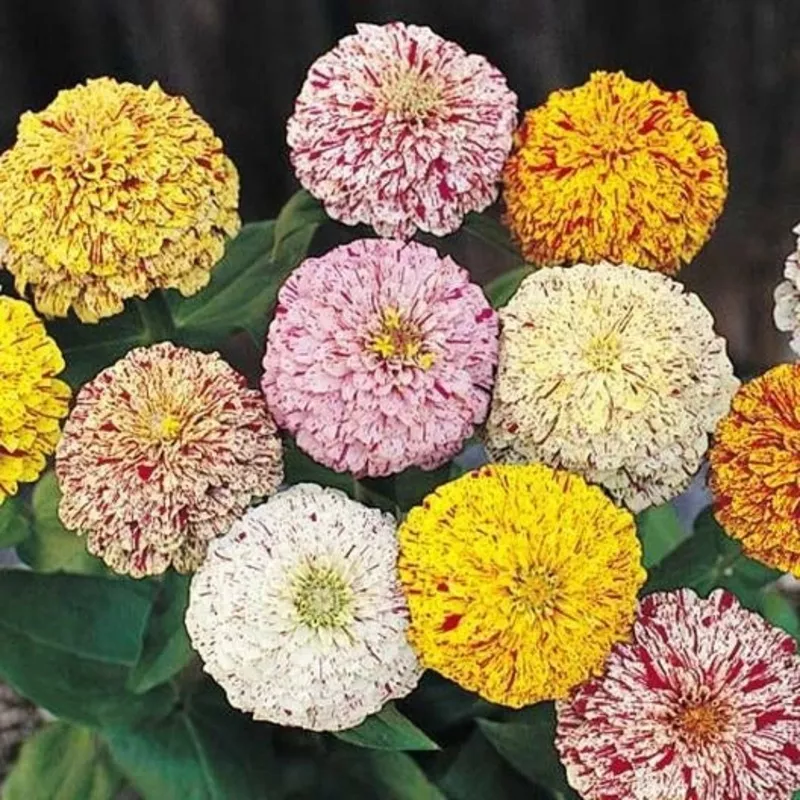 Zinnia PEPPERMINT STICK Mix Pollinators Candy Striped Flowers SeedsHeirloom, Non-GMO, High Germination Organic Garden Seeds
