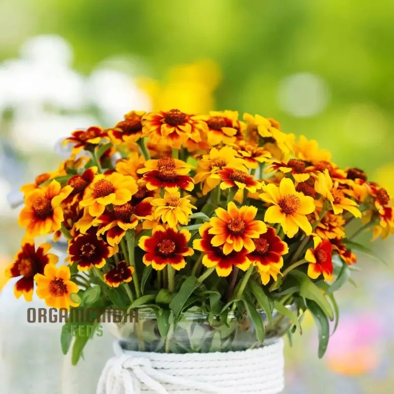 Zinnia Persian Carpet Mixed Flower Seeds, Create a Tapestry of Vibrant Blooms for Your Garden