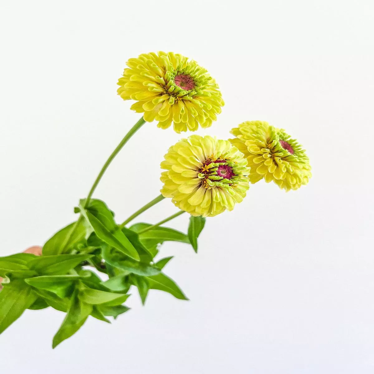 Zinnia’Queeny Lime with Blush ’