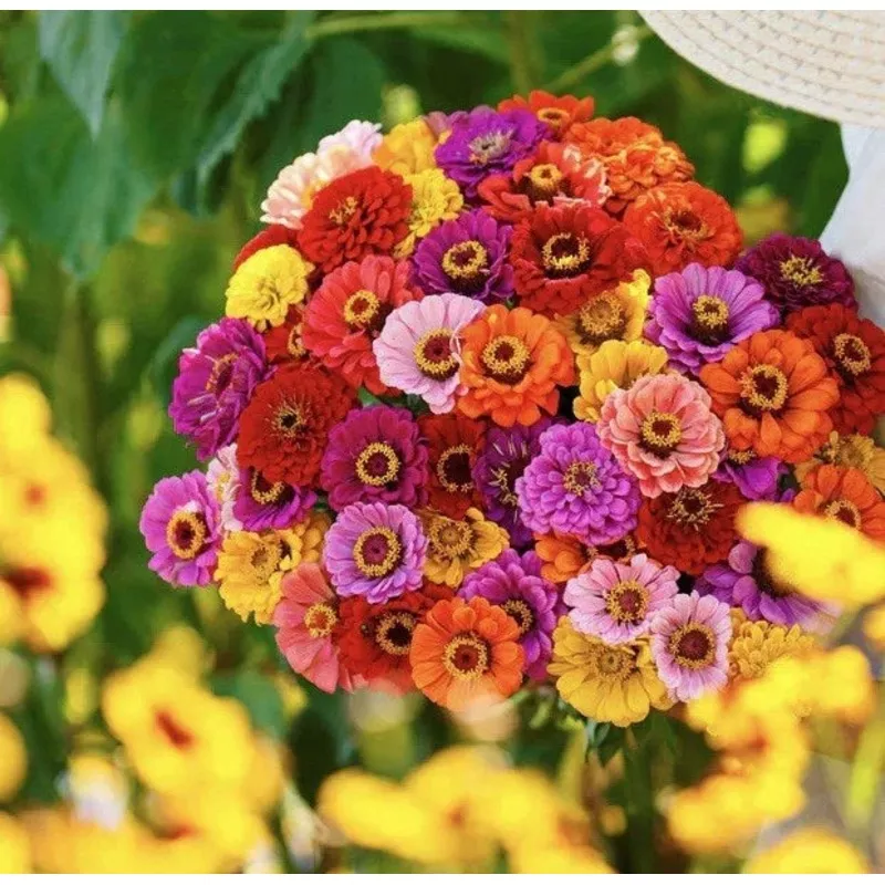 Zinnia Seed Mix 150+ Seeds California Giants (Zinnia elegans) – USA Seller, Colorful Garden Flowers