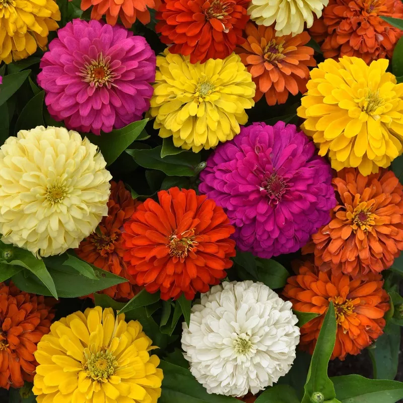 Zinnia Seeds – Elegant Full Mix