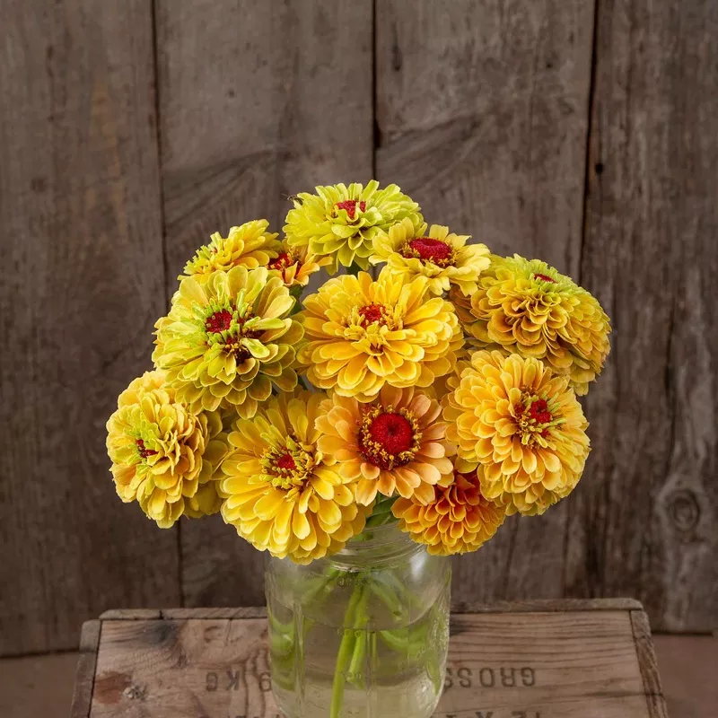 Zinnia Seeds (Organic) – Queeny Lemon Peach