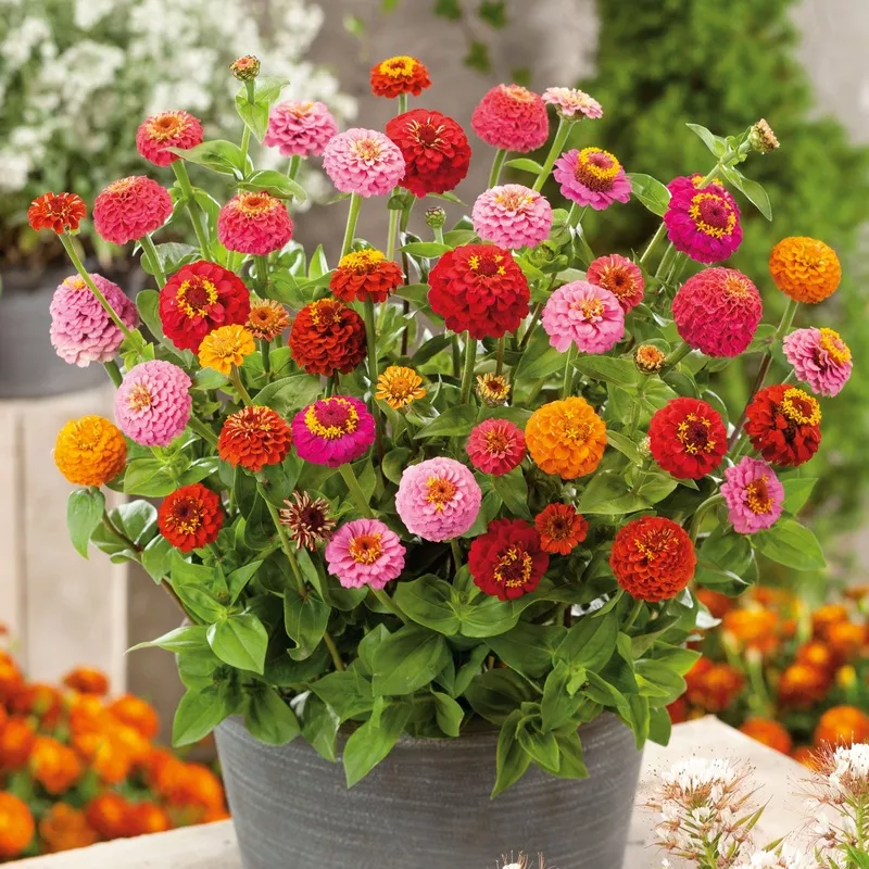 Zinnia Seeds (Organic) – Thumbelina Mix