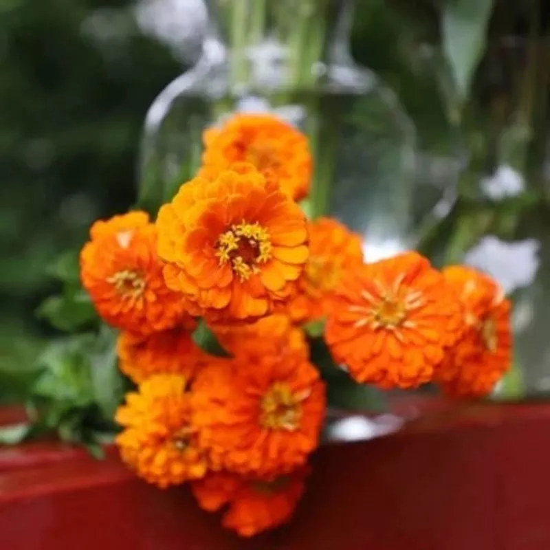 Zinnia Seeds for Planting Queeny Pure Orange Cut FlowerHeirloom, Non-GMO, Easy to Grow, Annual Blooms