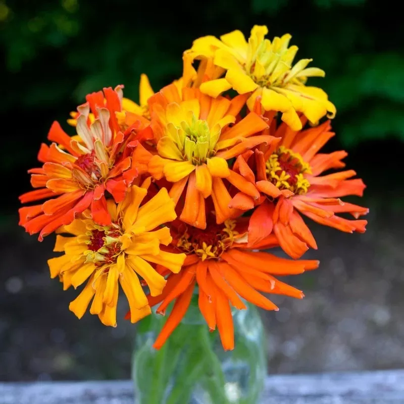 Zinnia Seeds – Super Cactus Giants Seeds Open Pollinated SeedsHeirloom, Non-GMO, High Germination Organic Garden Seeds