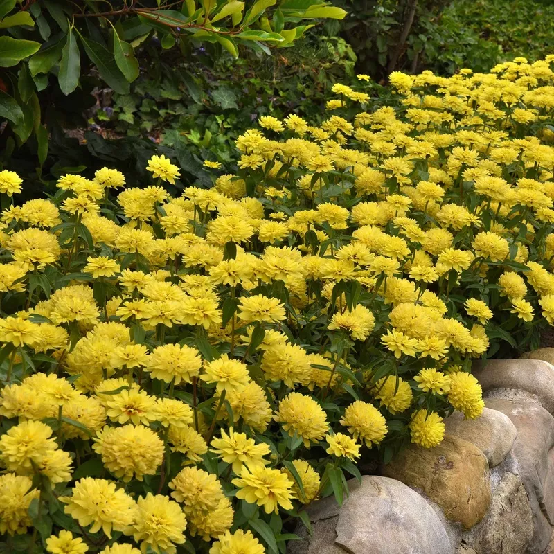 Zinnia Seeds – Zahara Double Yellow