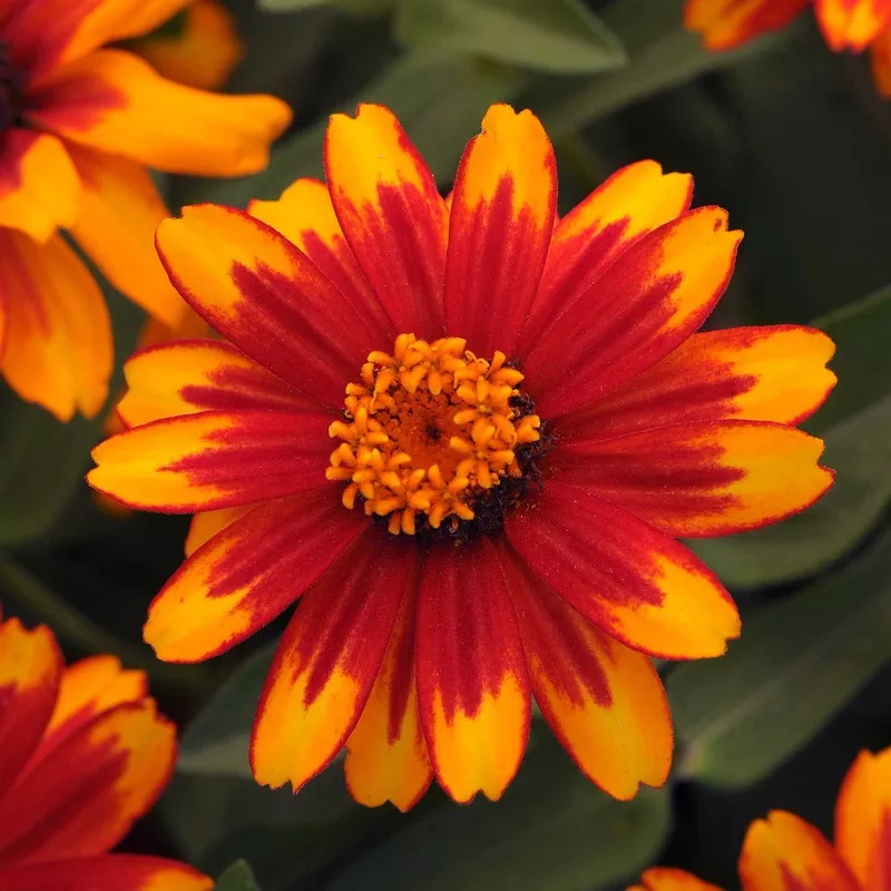 Zinnia Seeds – Zahara Sunburst