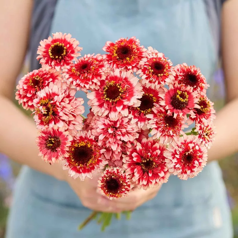Zinnia Seeds – Zinderella Fizz