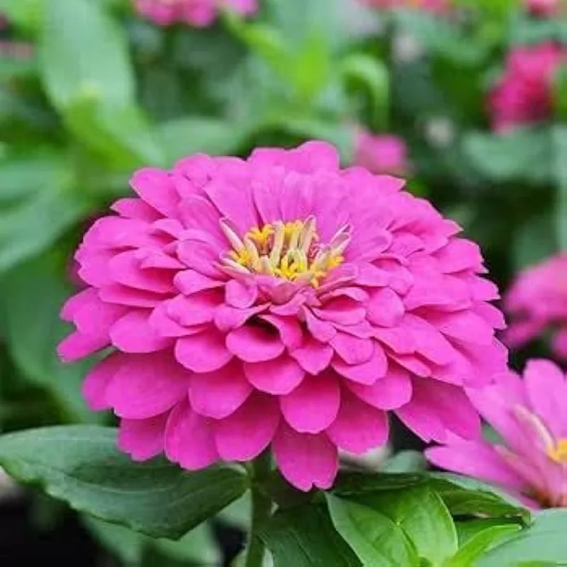 Zinnia Zinnia elegans Flower Seeds for Planting