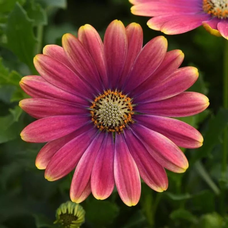 Zion Pink Sun Osteospermum