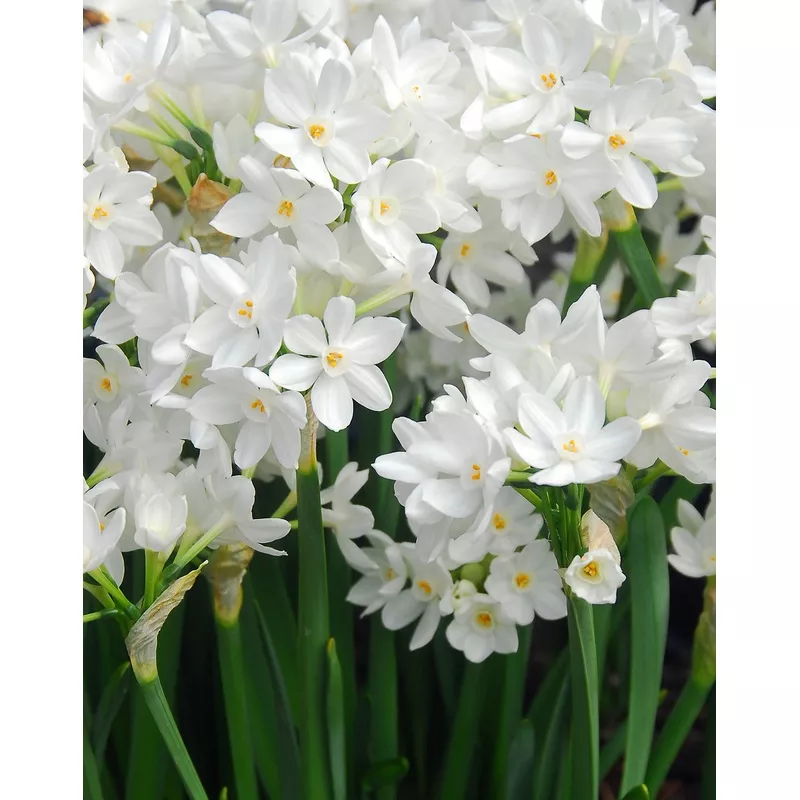 Ziva Paperwhites – 10 bulbs