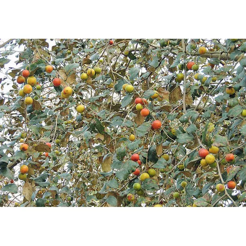 Ziziphus mauritiana | Jujube | 10 Seeds