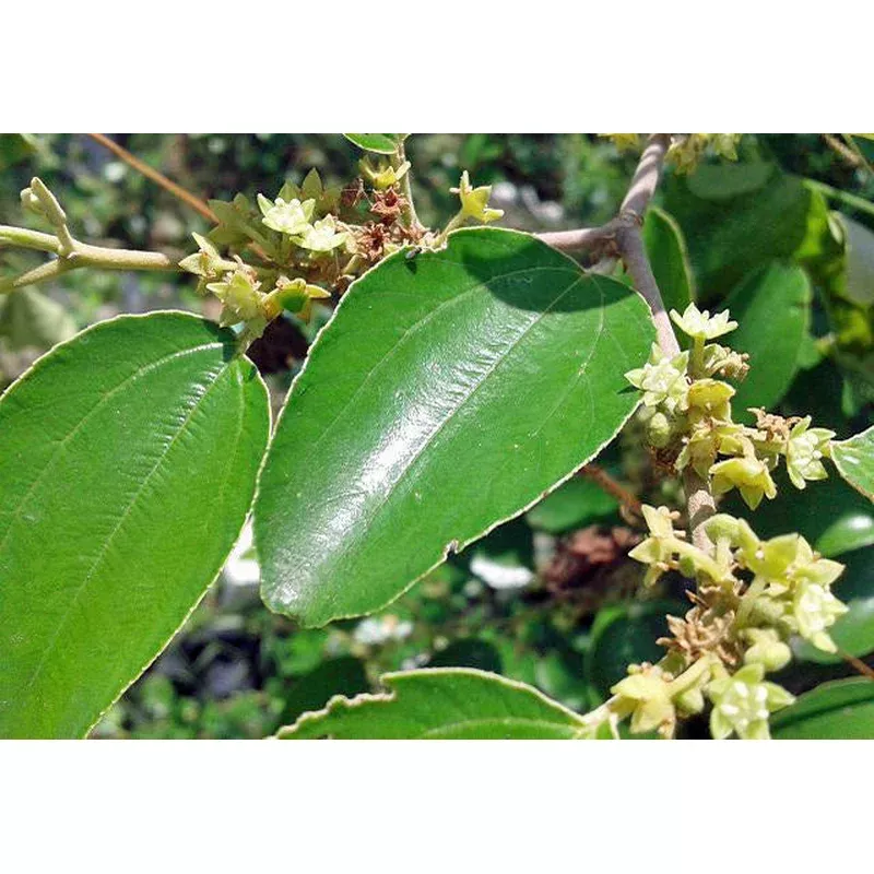 Ziziphus nummularia | Jujube | 5 Seeds