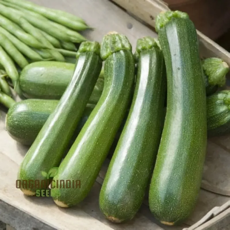 Zucchini Courgette Safari Vegetable Seeds, Cultivate a Bountiful Harvest of Delicious and Nutritious Zucchini
