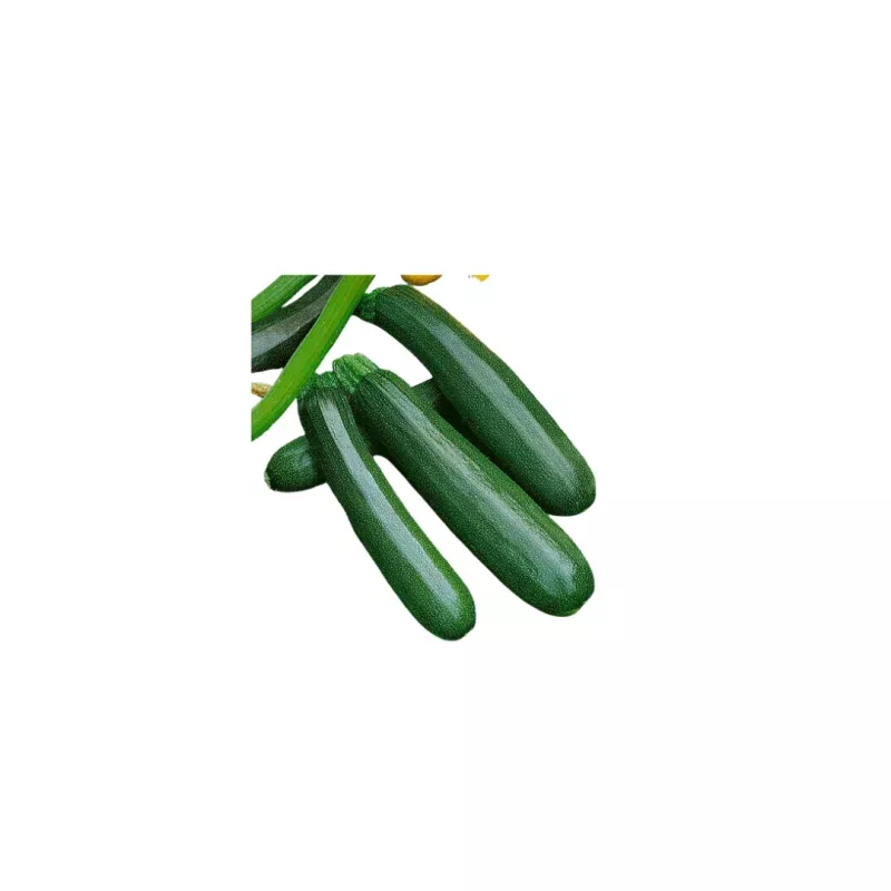 Zucchini Dark Green Organic Squash Seeds | OSC Seeds