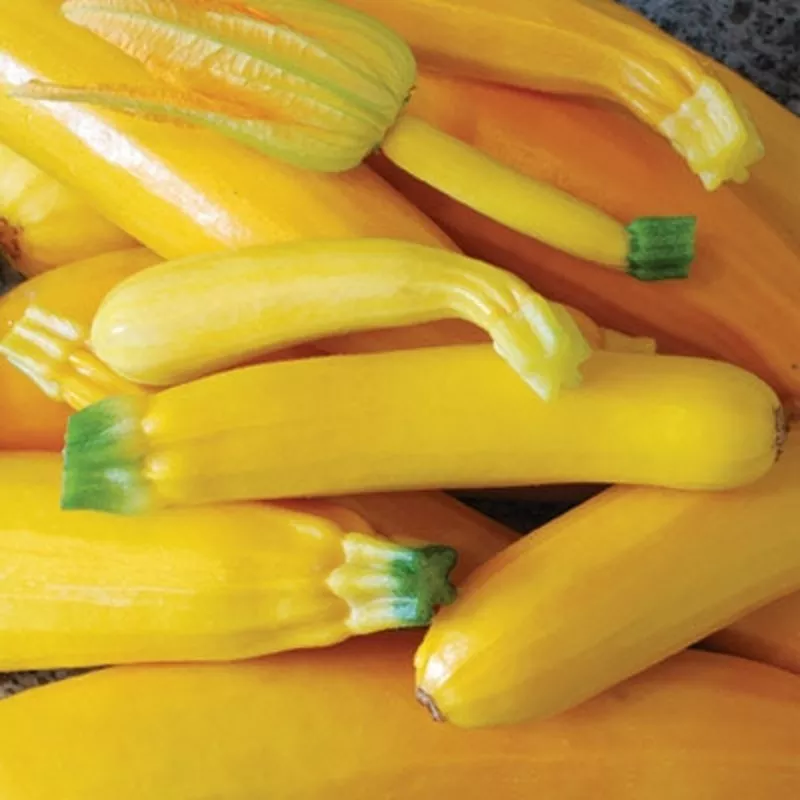 Zucchini Golden Organic Heirloom (10 seeds)