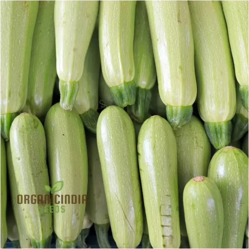 Zucchini – Grey (Lebanese) Seeds for Planting – Premium Quality Gardening Seeds