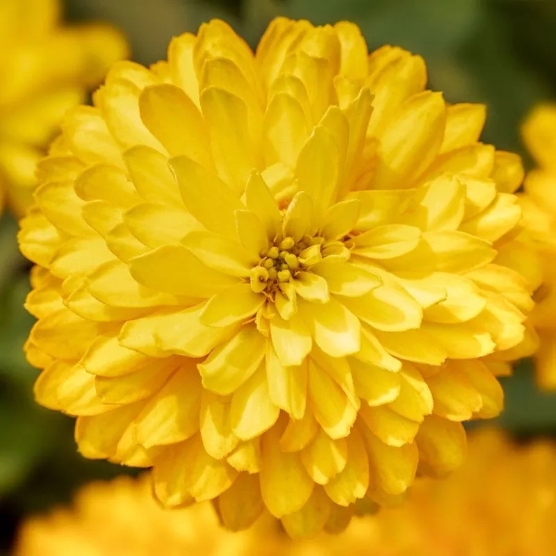 Zydeco Deep Yellow Zinnia Seeds