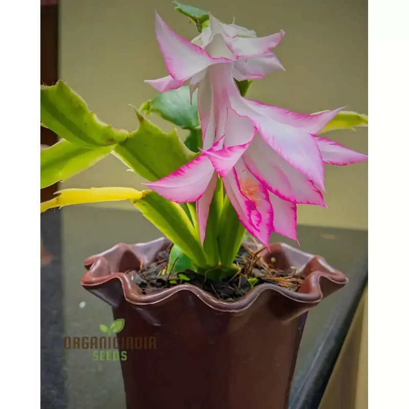 Zygocactus Schlumbergera Seeds for Planting – 100 pcs