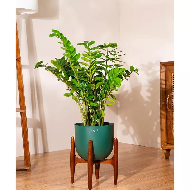 ZZ Green with Extra Large Metal Self Watering Pot Bonanza Arbor-Orange
