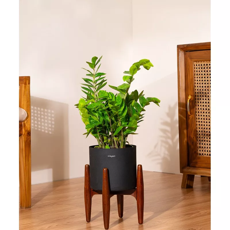 ZZ Green with Large Metal Self Watering Pot Bonanza Zen-Cream
