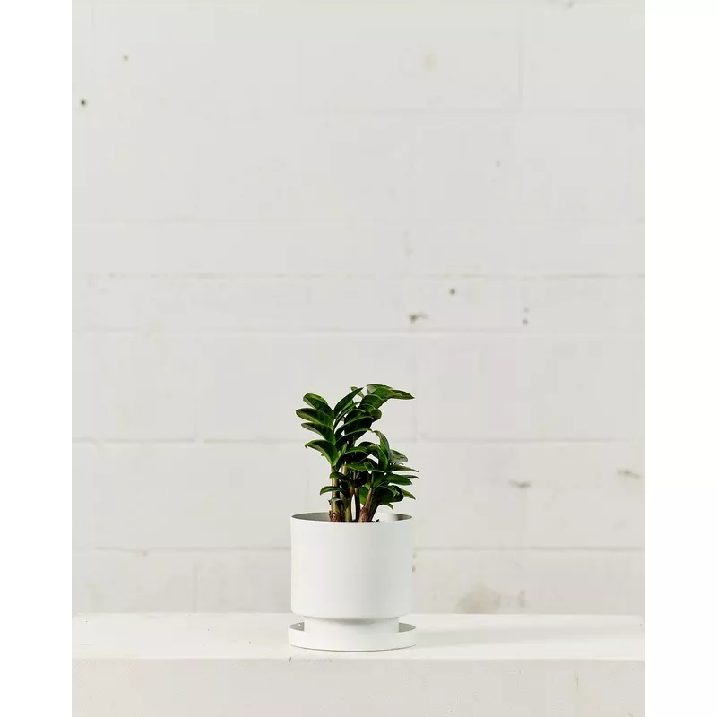 ZZ Plant Compact Leaf: Zamioculcas zamiifolia ‘Zenzi’ – 6 inch pot