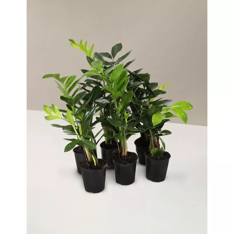 ZZ Plant Party Pack Plastic