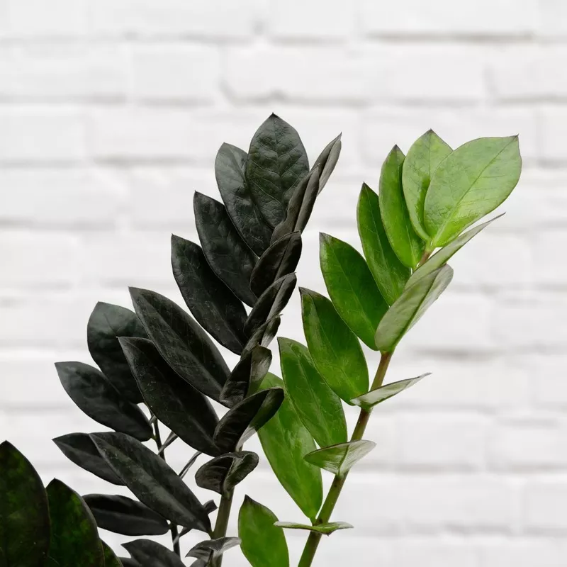 ZZ Plant – Raven – LARGE