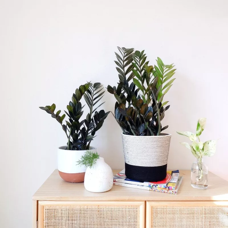 ZZ Plant – Raven