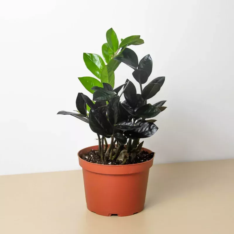 ZZ Zamioculcas ‘Black Queen’|Nursery Pot&Eco Pot Terra Cotta&Eco Pot Black&Eco Pot White&Cow Pot|2″ Pot&4″ Pot&6″ Pot&8″ Pot
