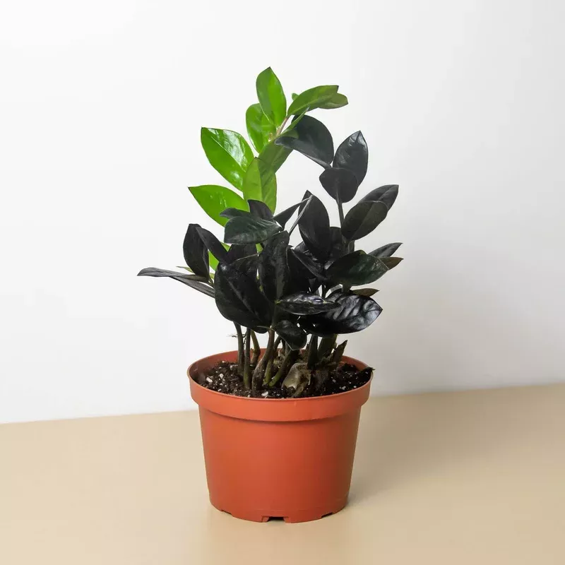 ZZ Zamioculcas ‘Black Queen’